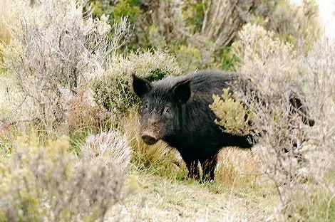 Wild Boar